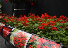 Red |Explosion. This pelargonium variety of Florensis, that also competed in the Fleurostar awards, has dark foliage, bright red flowers and does not require PGR’s and is self-cleaning. At the IPM 2019 is was introduced for the first time.